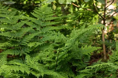 Dryopteris (Geschubde mannetjesvaren) - afbeelding 12