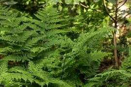 Dryopteris (Geschubde mannetjesvaren) - afbeelding 12