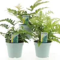 Drytoperis, Polystichum (Varen mix) 40cm - afbeelding 1