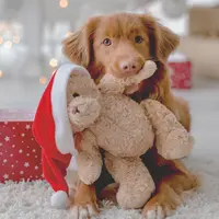 Duni 3-laags tissue servet woof 33x33cm multi 20 stuks kopen?