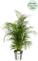 Dypsis lutescens (Arecapalm, Goudpalm) 150cm - afbeelding 2