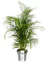 Dypsis lutescens (Arecapalm, Goudpalm) 150cm - afbeelding 1