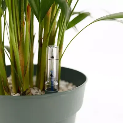 Dypsis lutescens (Arecapalm, Goudpalm) 150cm - afbeelding 3