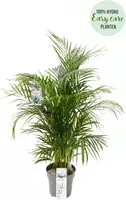 Dypsis lutescens (Arecapalm, Goudpalm) 150cm incl hydropot en watermeter - afbeelding 2