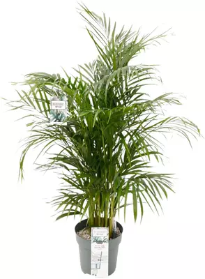 Dypsis lutescens (Arecapalm, Goudpalm) 150cm incl hydropot en watermeter - afbeelding 1