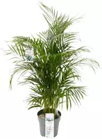 Dypsis lutescens (Arecapalm, Goudpalm) 150cm incl hydropot en watermeter - afbeelding 1