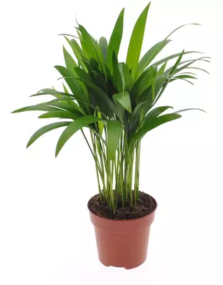 Dypsis lutescens (Arecapalm, Goudpalm) 40 cm - afbeelding 1