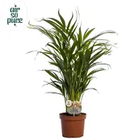 Dypsis lutescens (Arecapalm, Goudpalm) 60cm - afbeelding 1