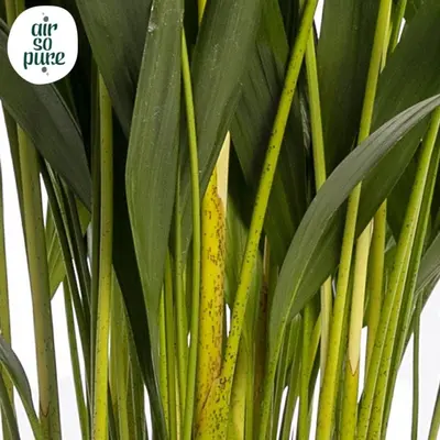 Dypsis lutescens (Arecapalm, Goudpalm) 60cm - afbeelding 2