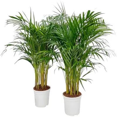 Dypsis lutescens p17 h100 - afbeelding 1