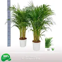 Dypsis lutescens p17 h100 - afbeelding 2