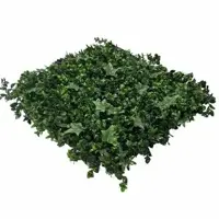 EasyLawn wandplant Hydranchea mix 1x1 meter - afbeelding 3