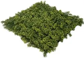 EasyLawn wandplant Moss mix 1x1 meter - afbeelding 3
