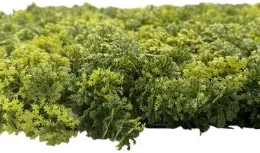 EasyLawn wandplant Moss mix 1x1 meter - afbeelding 4