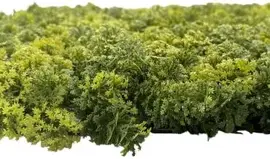 EasyLawn wandplant Moss mix 1x1 meter - afbeelding 4