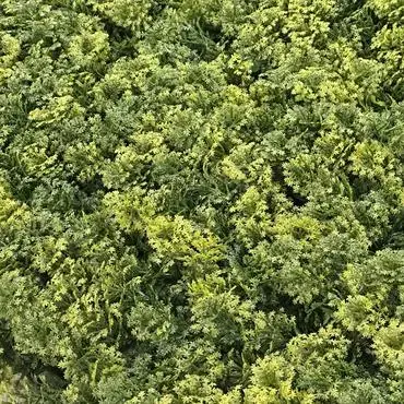 EasyLawn wandplant Moss mix 1x1 meter - afbeelding 2