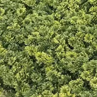 EasyLawn wandplant Moss mix 1x1 meter - afbeelding 2
