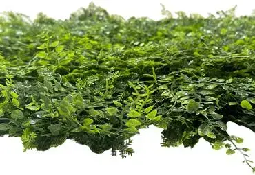 EasyLawn wandplant Varenmix 1x1 meter - afbeelding 4