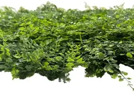 EasyLawn wandplant Varenmix 1x1 meter - afbeelding 4