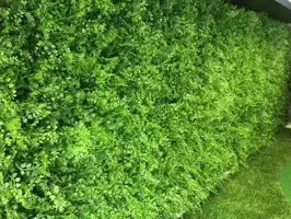 EasyLawn wandplant Varenmix 1x1 meter - afbeelding 8