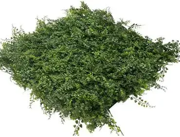 EasyLawn wandplant Varenmix 1x1 meter - afbeelding 2