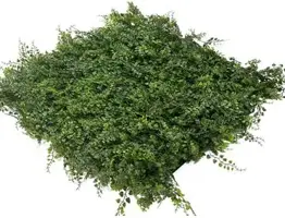 EasyLawn wandplant Varenmix 1x1 meter - afbeelding 2