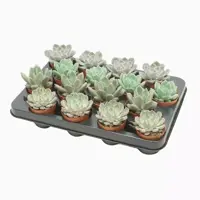 Echeveria verschillende soorten 12,5 cm - afbeelding 1