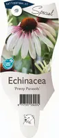 Echinacea 'Pretty Parasols' (Zonnehoed) kopen?