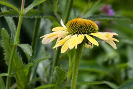 Echinacea Purp. (Zonnehoed) - afbeelding 3