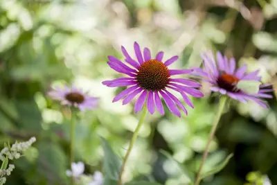 Echinacea Purp. (Zonnehoed) - afbeelding 7
