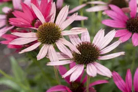 Echinacea Purp. (Zonnehoed) - afbeelding 8