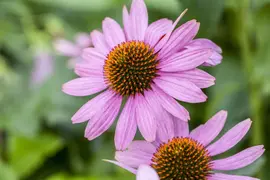 Echinacea Purp. (Zonnehoed) - afbeelding 12