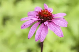 Echinacea Purp. (Zonnehoed) - afbeelding 16