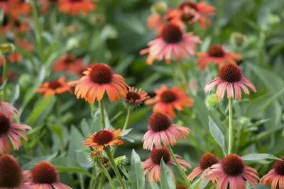 Echinacea Purp. (Zonnehoed) - afbeelding 18
