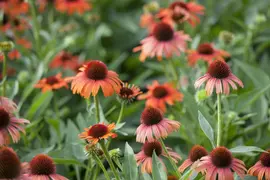 Echinacea Purp. (Zonnehoed) - afbeelding 18
