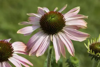 Echinacea Purp. (Zonnehoed) - afbeelding 20