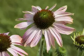 Echinacea Purp. (Zonnehoed) - afbeelding 20