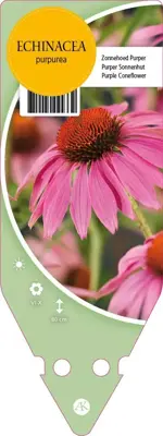 Echinacea Purp. (Zonnehoed) - afbeelding 1