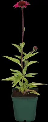 Echinacea Purp. (Zonnehoed) - afbeelding 21
