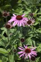 Echinacea Purp. (Zonnehoed) - afbeelding 4