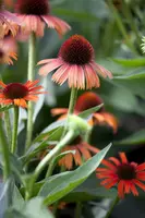 Echinacea Purp. (Zonnehoed) - afbeelding 5