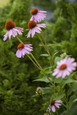 Echinacea Purp. (Zonnehoed) - afbeelding 6