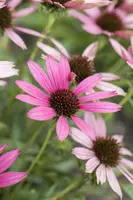 Echinacea Purp. (Zonnehoed) - afbeelding 9