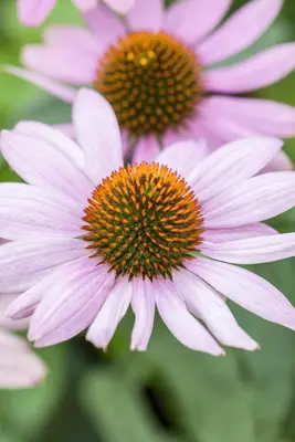Echinacea Purp. (Zonnehoed) - afbeelding 10