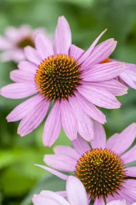 Echinacea Purp. (Zonnehoed) - afbeelding 11