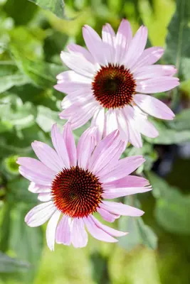 Echinacea Purp. (Zonnehoed) - afbeelding 14