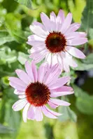Echinacea Purp. (Zonnehoed) - afbeelding 14
