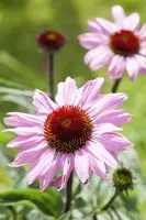 Echinacea Purp. (Zonnehoed) - afbeelding 15