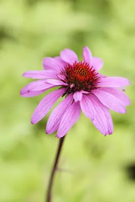 Echinacea Purp. (Zonnehoed) - afbeelding 17