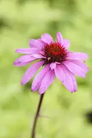 Echinacea Purp. (Zonnehoed) - afbeelding 17